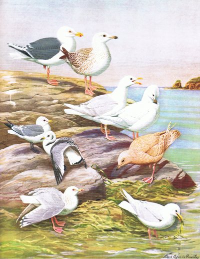 Illustration de L