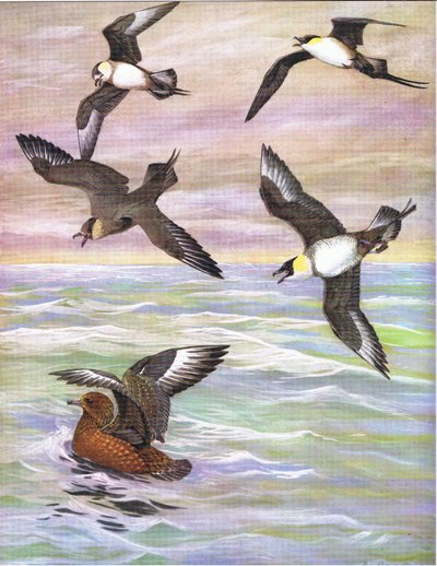 Illustration de L