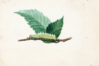 Chenille à bord dentelé, fin 19e-début 20e siècle - Louis Agassiz Fuertes