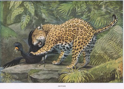 Jaguar - Louis Agassiz Fuertes