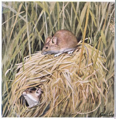La souris des moissons de l