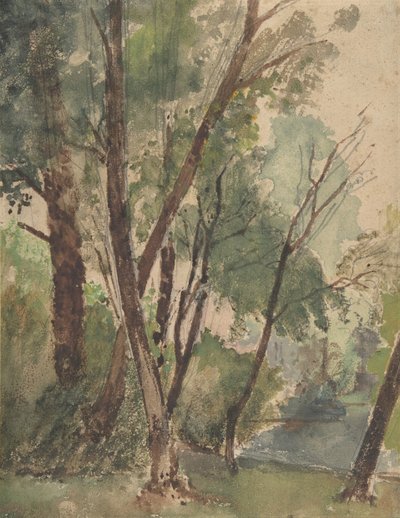 Arbres au bord d