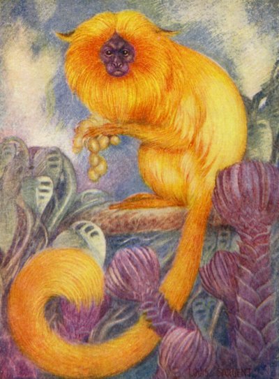 Au zoo : Singe marmoset - Louis Augustus Sargent