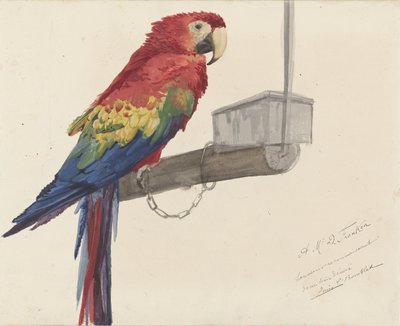 Perroquet - Louis Charles Bombled