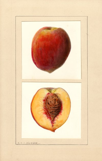Pêches (Prunus persica : Numéro 10) (aquarelle) - Louis Charles Christopher Krieger