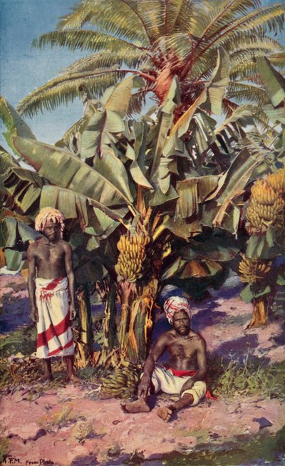 Une plantation de bananes, Fidji - Louis Fairfax Muckley