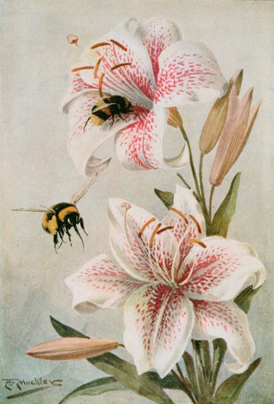 Abeilles et lys, illustration de 