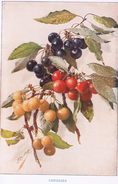 Cerises, illustration de 