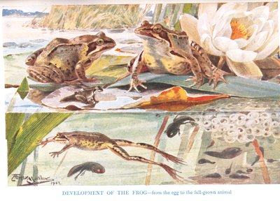 Développement de la grenouille, illustration de 