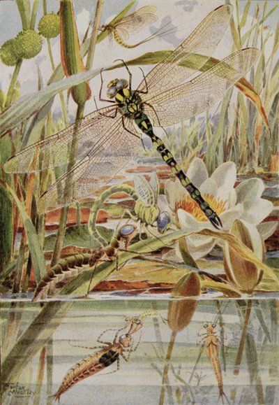 Libellule et éphémère, illustration de 