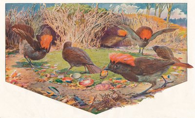 Oiseaux jardiniers, 1911 - Louis Fairfax Muckley