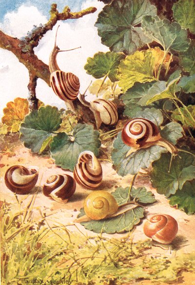 Escargots terrestres, illustration de 