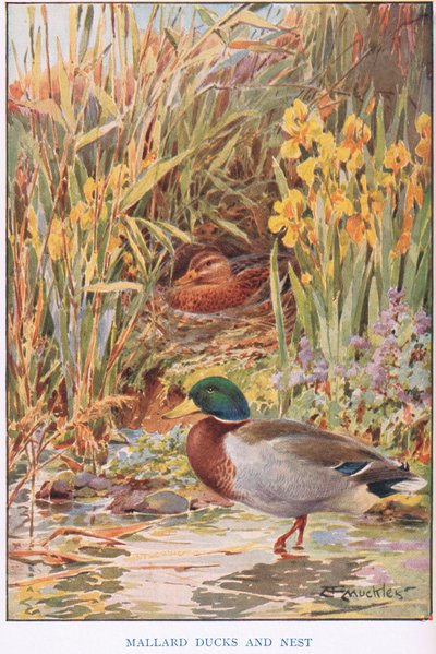 Canards colverts et nid, illustration de 