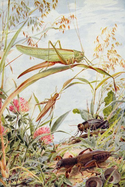 Insectes musicaux, illustration de 