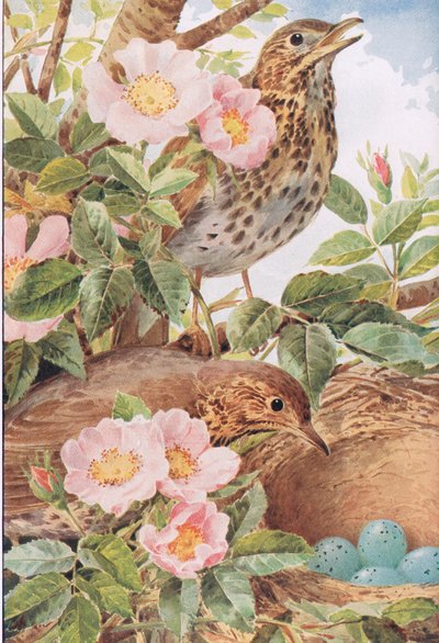 Grives avec Nid, illustration de 