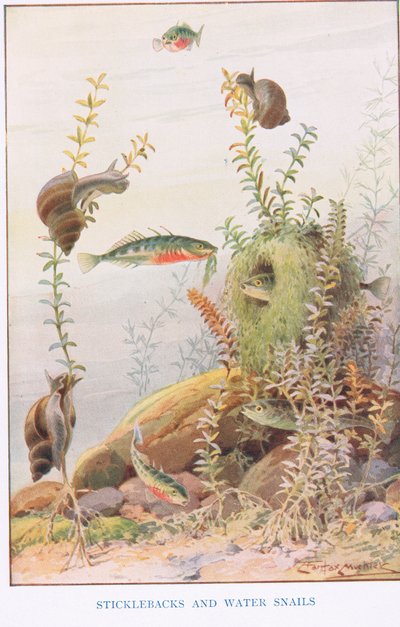 Épinoches et escargots d