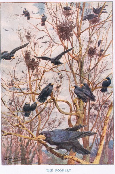 Le Rookery, illustration de 