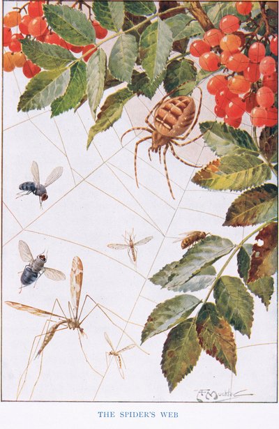 La toile d
