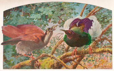 Oiseaux de paradis à douze fils, c. 1910, 1911 - Louis Fairfax Muckley