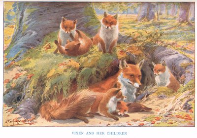 La renarde et ses enfants, illustration de 