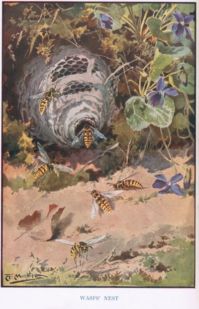 Nid de guêpes, illustration de 