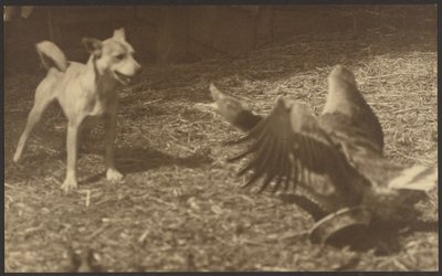 [Angry Bird et Dog] - Louis Fleckenstein