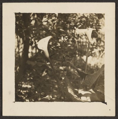 [Lys de Calla] - Louis Fleckenstein