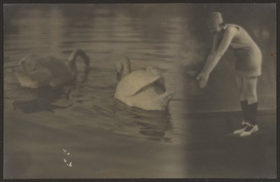 [Composé de cygnes et de plongeurs] - Louis Fleckenstein