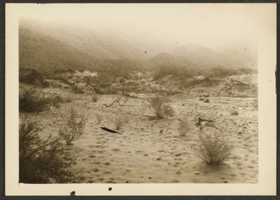 [Coyote Canyon] - Louis Fleckenstein