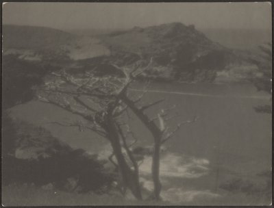 [Cyprès sur la côte] - Louis Fleckenstein
