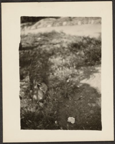 [Canard dans le paysage] - Louis Fleckenstein