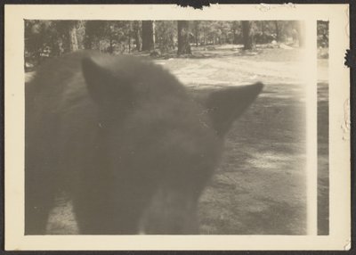 [Ours sympathique au camping] - Louis Fleckenstein