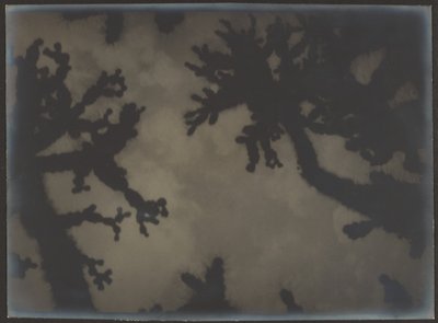 [Les arbres de Josué] - Louis Fleckenstein