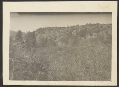 [Paysage avec arbustes] - Louis Fleckenstein