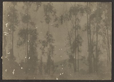 [Paysage avec grands arbres] - Louis Fleckenstein