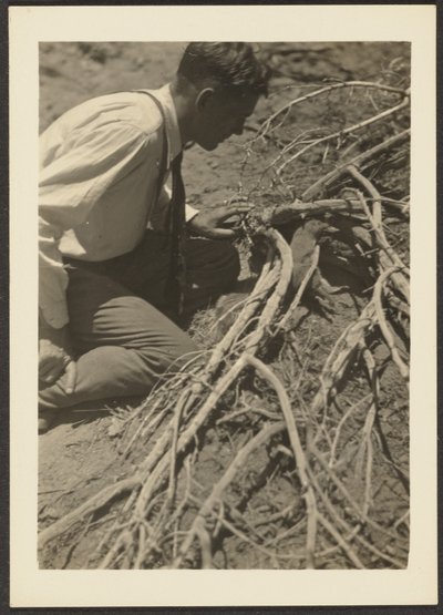 [Homme aux racines] - Louis Fleckenstein