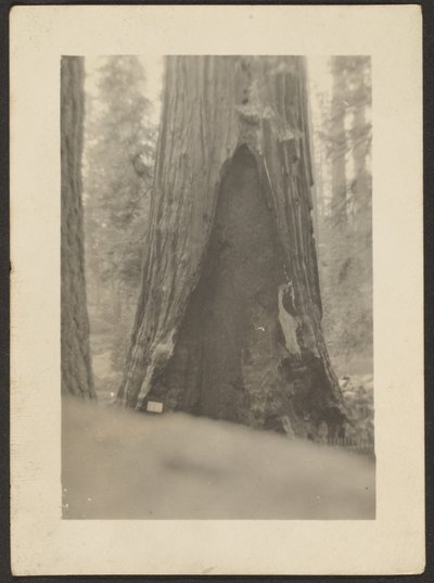 [Arbre massif] - Louis Fleckenstein