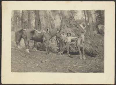 [Hommes et chevaux de bât en train de défricher une forêt]. - Louis Fleckenstein