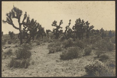 Désert de Mojave - Louis Fleckenstein