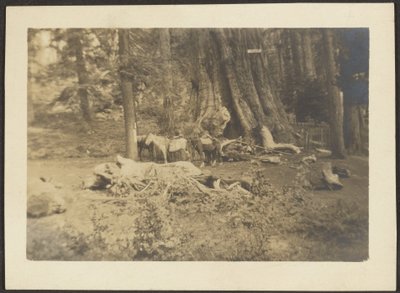 [Chevaux de bât dans le défrichement d