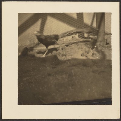 [Faisan en cage] - Louis Fleckenstein