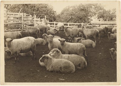 [Mouton dans l
