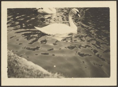 [Swan] - Louis Fleckenstein