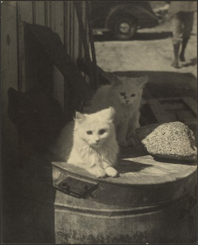 Trois petits chatons - Louis Fleckenstein