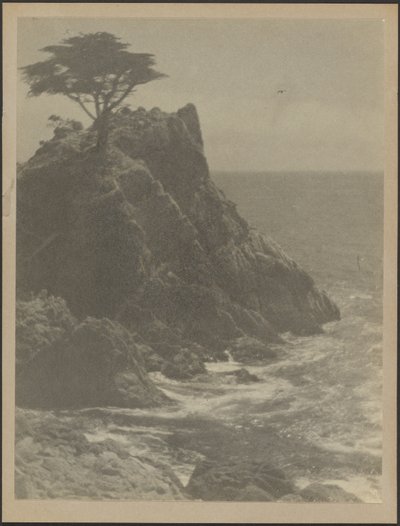 [Arbre sur la côte rocheuse] - Louis Fleckenstein