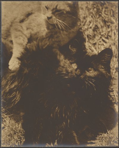 [Deux chats] - Louis Fleckenstein
