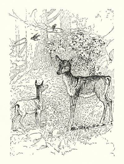 Le Faon et sa mère - Louis John Rhead