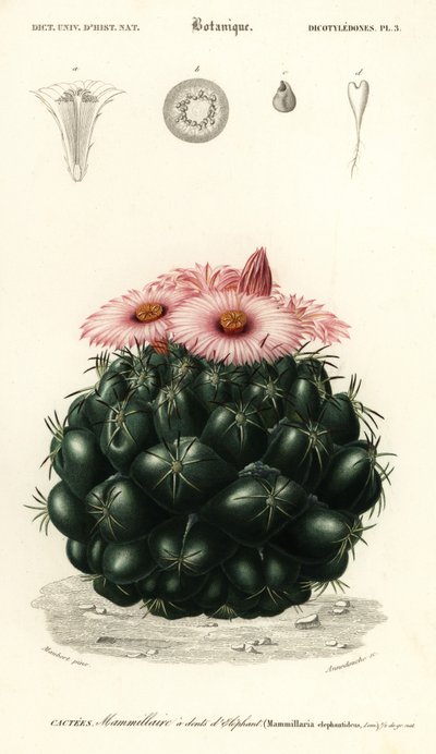 Cactus ruche, Coryphantha elephantidens, 1849 (gravure) - Louis Joseph Edouard Maubert