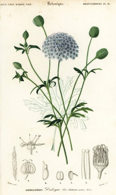 Fleur de dentelle bleue, Trachymene coerulea - Louis Joseph Edouard Maubert