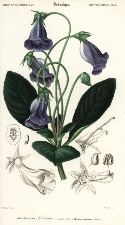 Gloxinia brésilienne, Sinningia speciosa (gravure) - Louis Joseph Edouard Maubert
